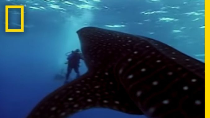 Whale Shark | National Geographic