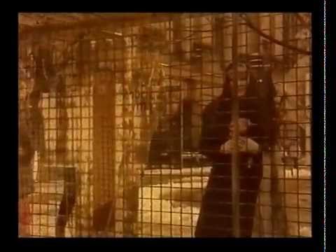 Tol & Tol – Eleni (orginele clip)