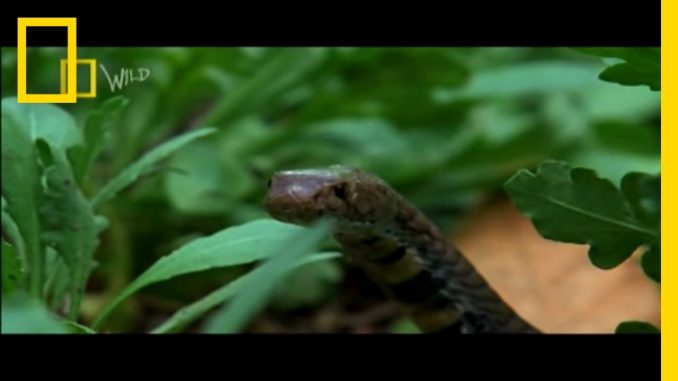 City Overrun by Snakes | National Geographic