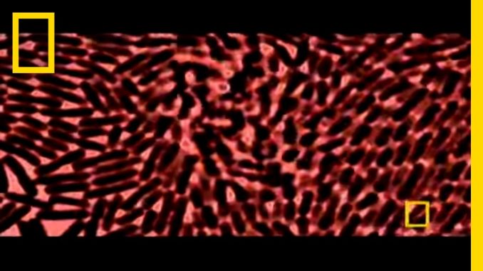 What is Skin? | National Geographic