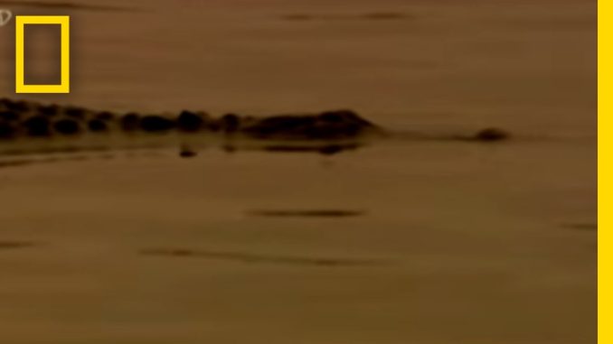 Zombie Alligator | National Geographic