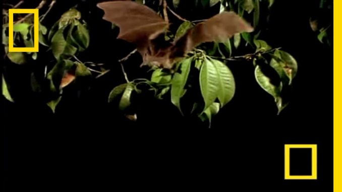 Vampire Bat vs Wrinkle Bat | National Geographic