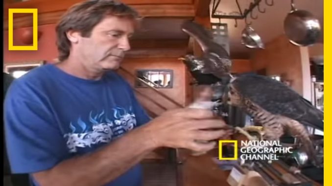 High-Velocity Falcon | National Geographic