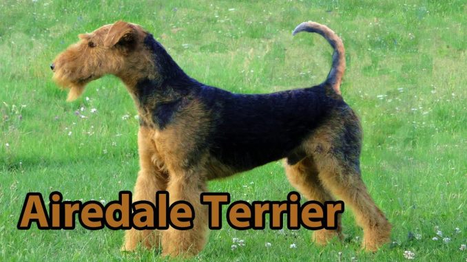The Right Companion: Airedale Terrier
