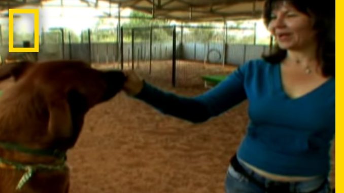 From Near Death to Perfect Pet | Dogtown