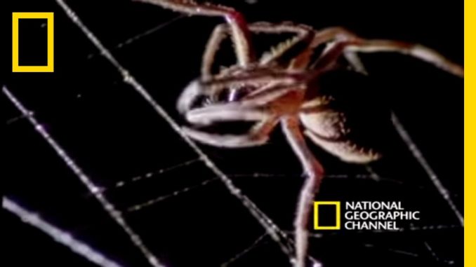 Spider Kills Bat | National Geographic
