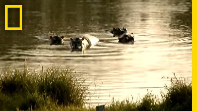 Pablo Escobar’s Hippos | National Geographic