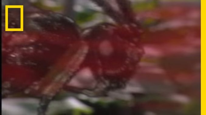 Parasitic Wasps & Aphids | National Geographic