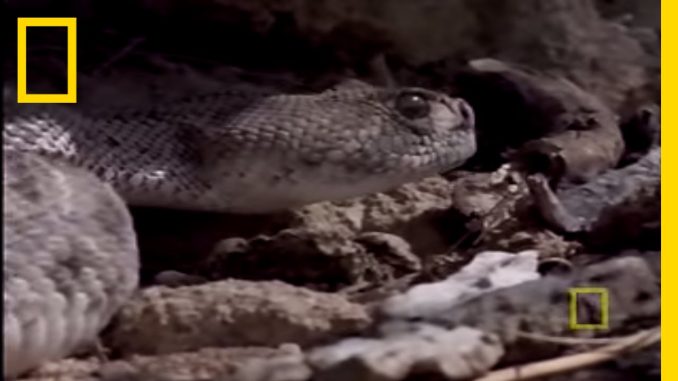 Red Tailed Hawk vs. Rattler | National Geographic