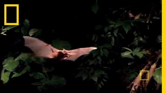 Catfish vs. Bat | National Geographic