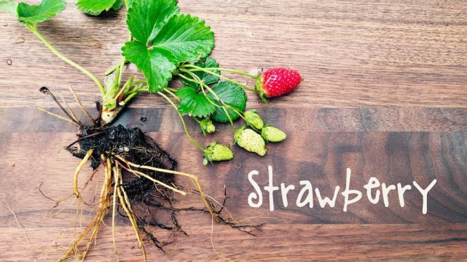 How-To Grow Strawberries in Containers | IN BETH’S GARDEN