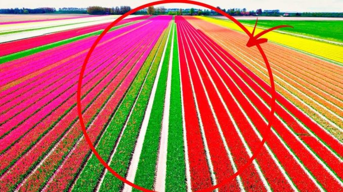 A Tiny Country That Feeds The Whole Planet